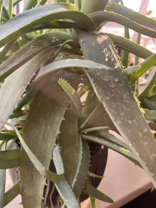 Алоэ вера Комнатный