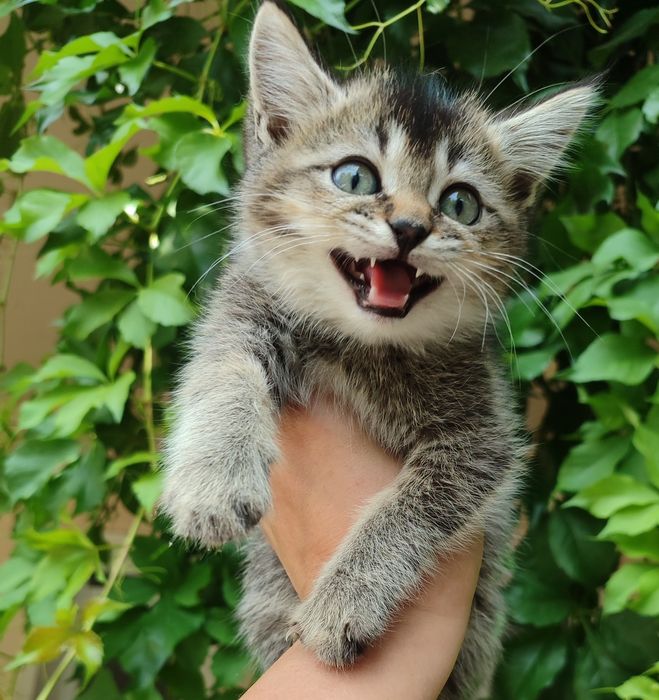 Продаются котята
