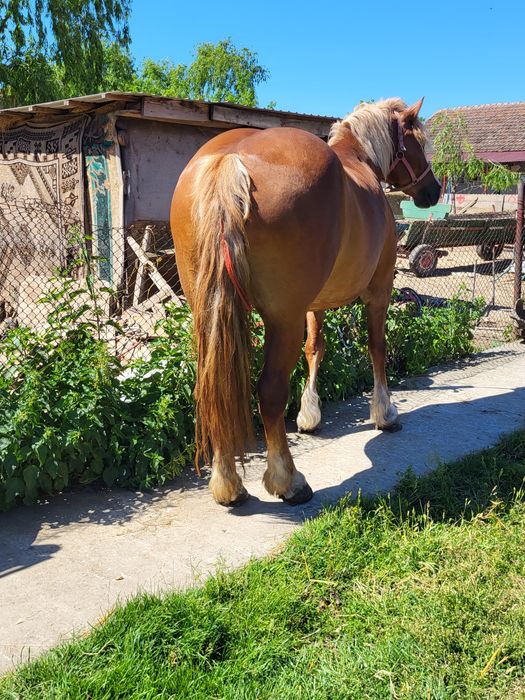 o iapa blonda de 4 ani 170 la greben vând sau schimb carpinis