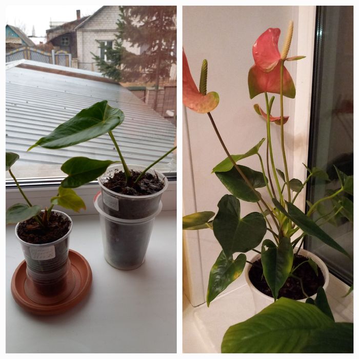 Цветы  комнатные