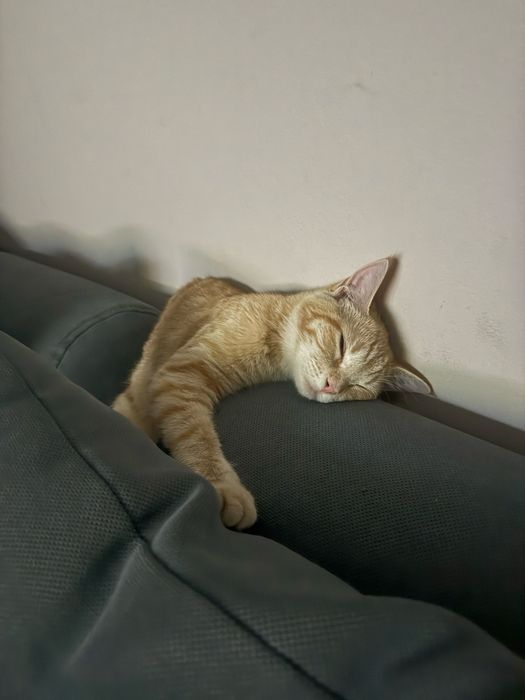 Котенок в хорошие руки
