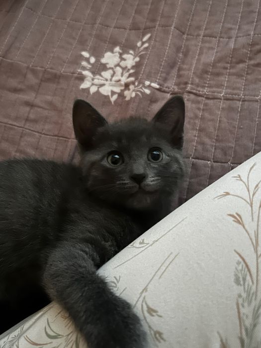 отдам котенка