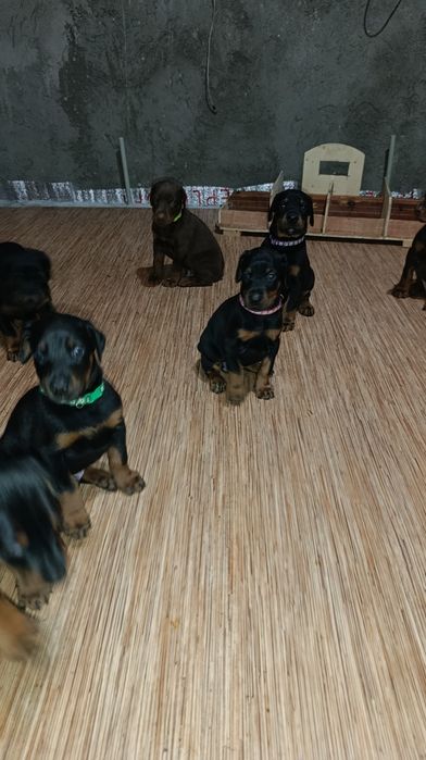 Щенки добермана Шымкент