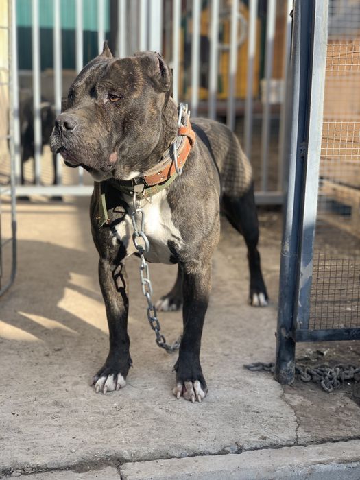 Вязка Американский Питбультертер