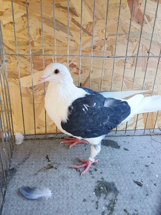Porumbei voiajori căpăciți
