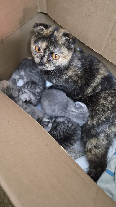 Шотландские котята
