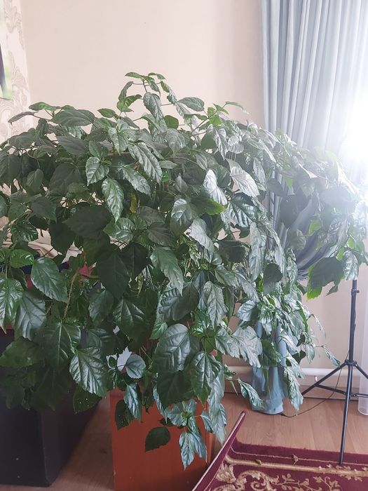 Продам розы  комнатные цветы