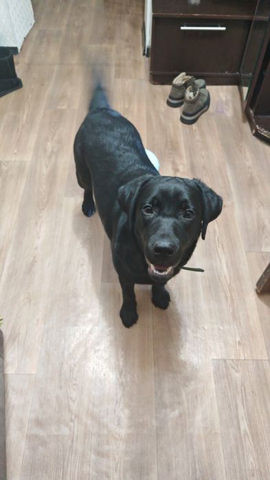 Щенок лабрадор 6 месяцев