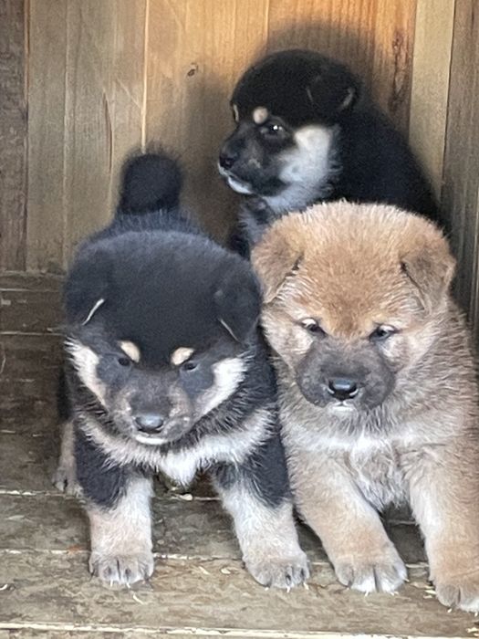 Японская сиба щенки