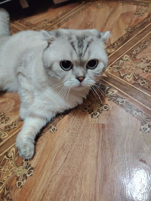 Скотиш фолд  2 года в добрые руки