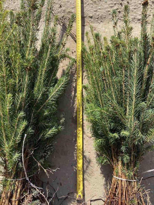 Puieti salcâm disponibil 15000.de bucăți preț 0.80 banii frasin comun