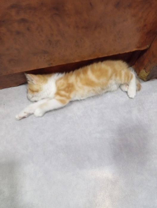 Продам котенка помесь мейкуна