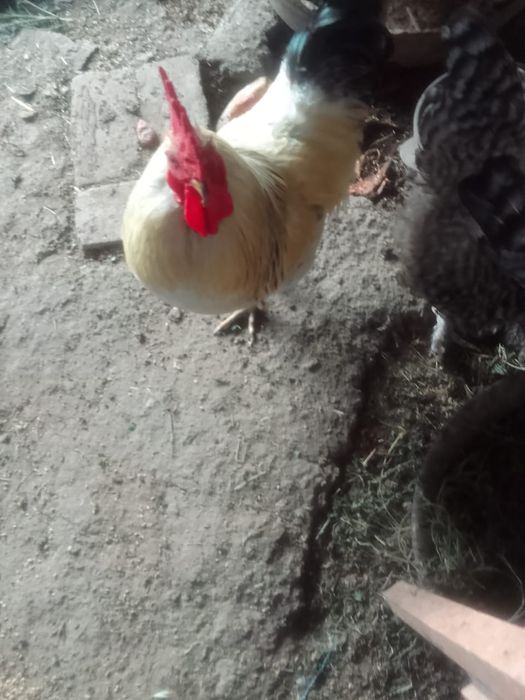 Продам двух петушков