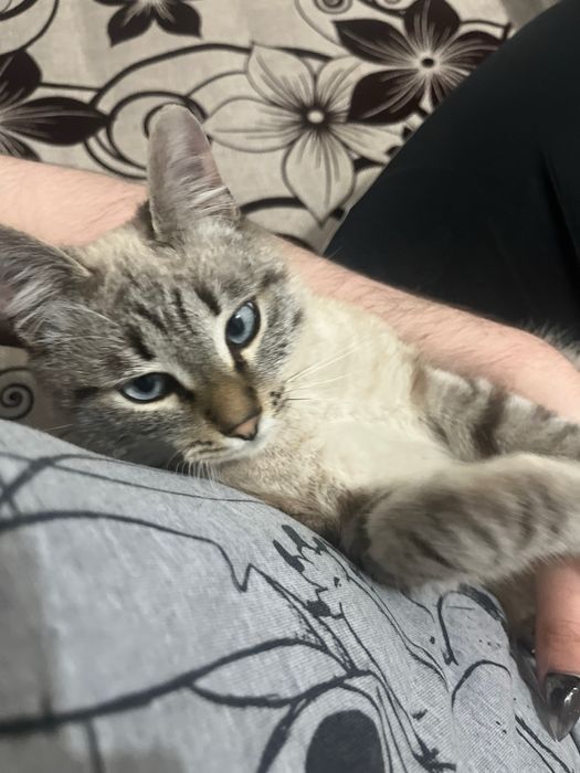 Ласковый кот для любящих хозяев