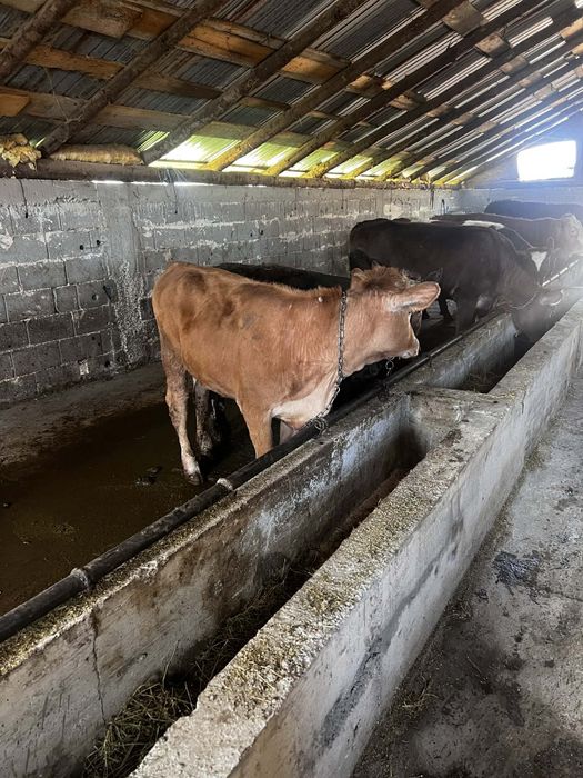 Vând 8 vitei la kg 20 lei