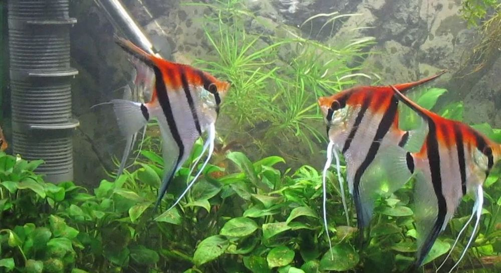 Скалярия Манакапуру