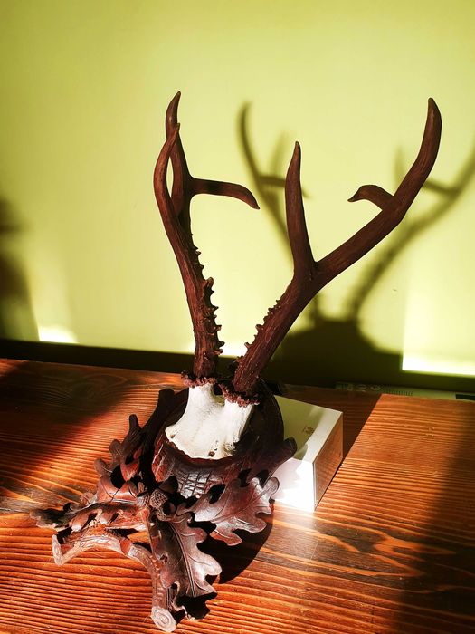 Caprior siberian ( cerb, mistret, lopatar )