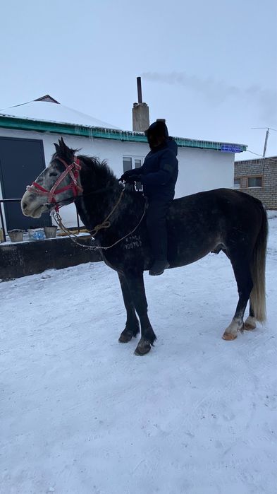 Жылқы Айғыр Конь