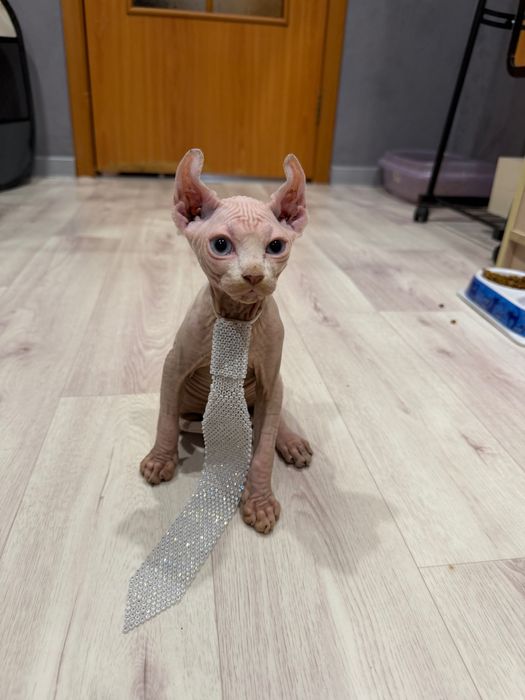 Шикарный сфинкс эльф