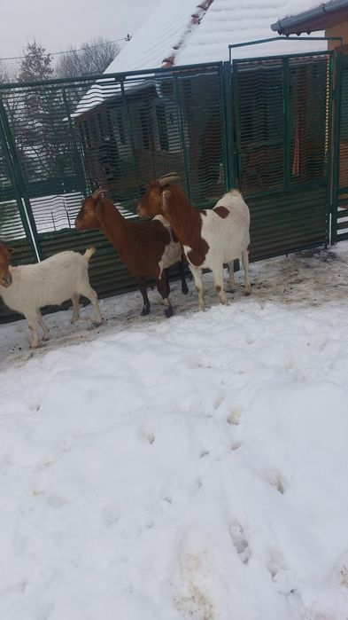 Capre de boer şi Capre de saneen