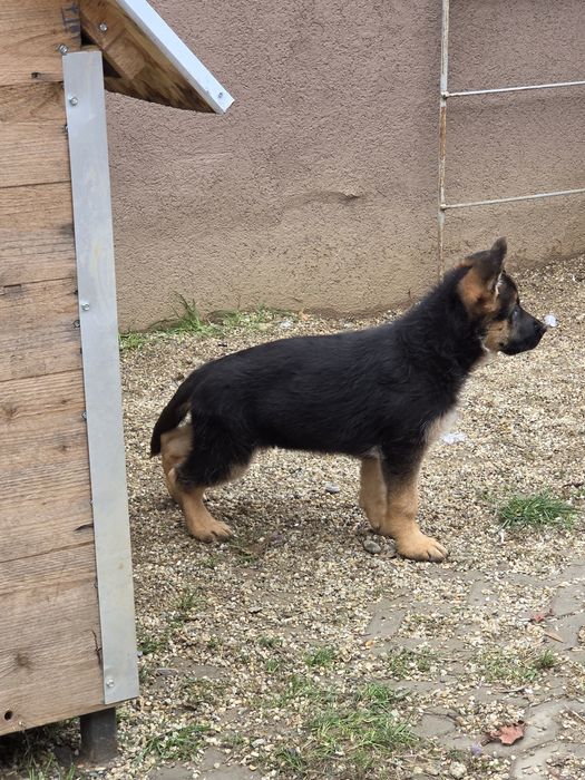 Ciobanesc german fetita cu pedigree