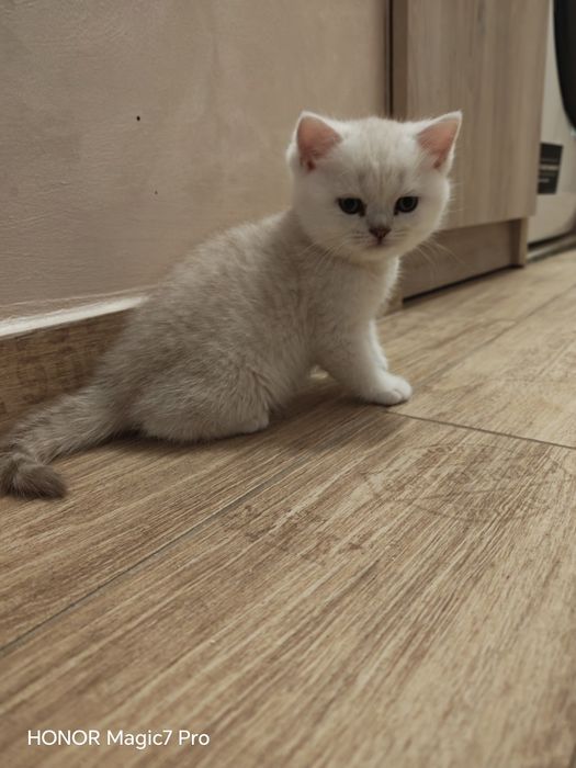 Клепоухи и правоухи сребърни чинчили