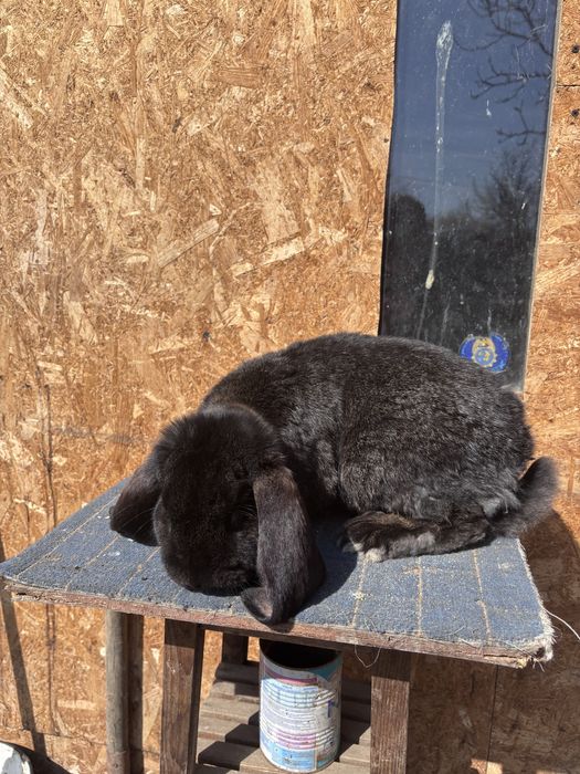 Mascul berbec german