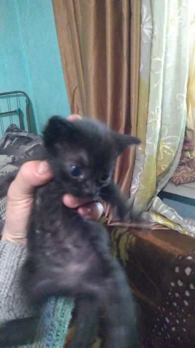 Отдам котят бесплатно