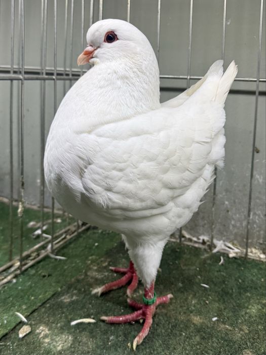 Porumbei King American