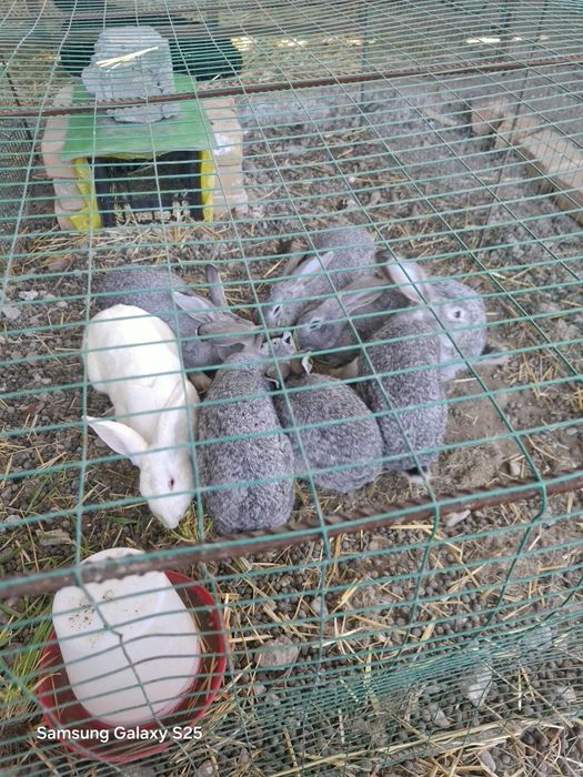 Продаются кролики дешево