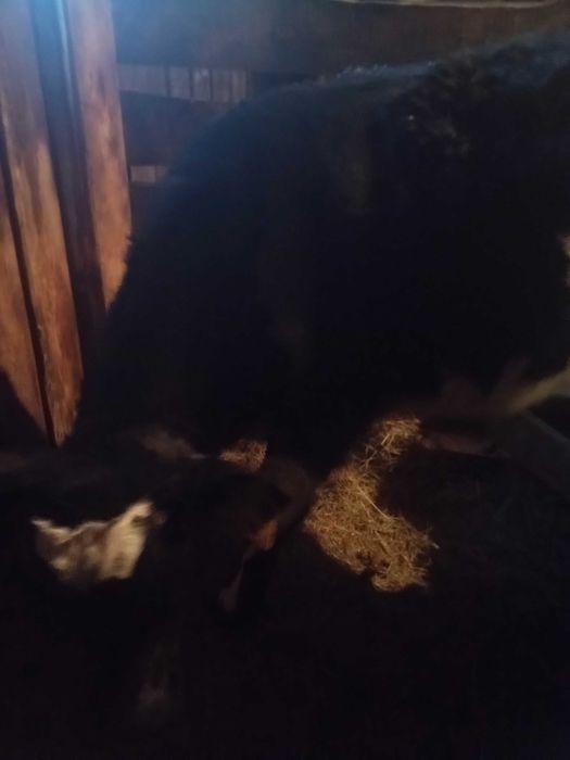 Продам теленка этого года