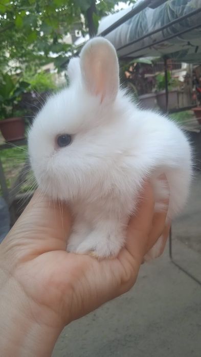 Кролики декоративные