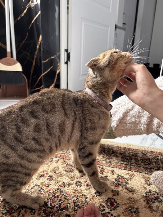 Шотландская вислоухая кошка