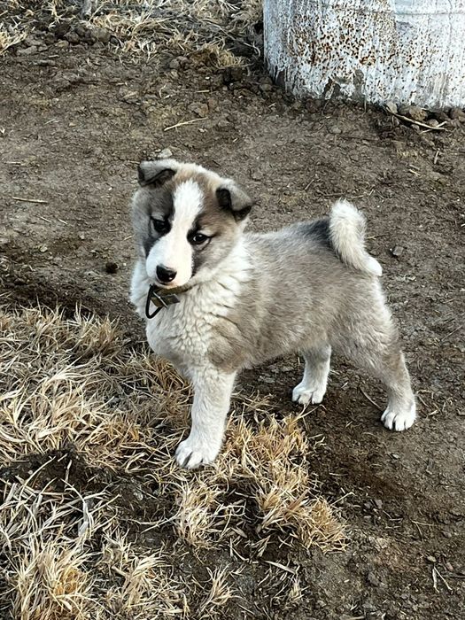 Лайка зсл еркек күшік