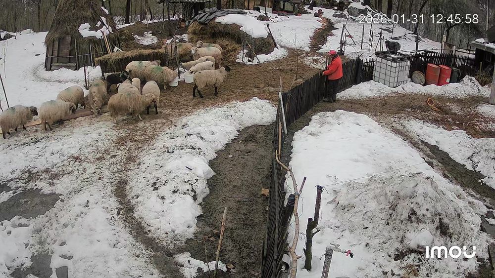 Vând 11 oii fătate cu miei