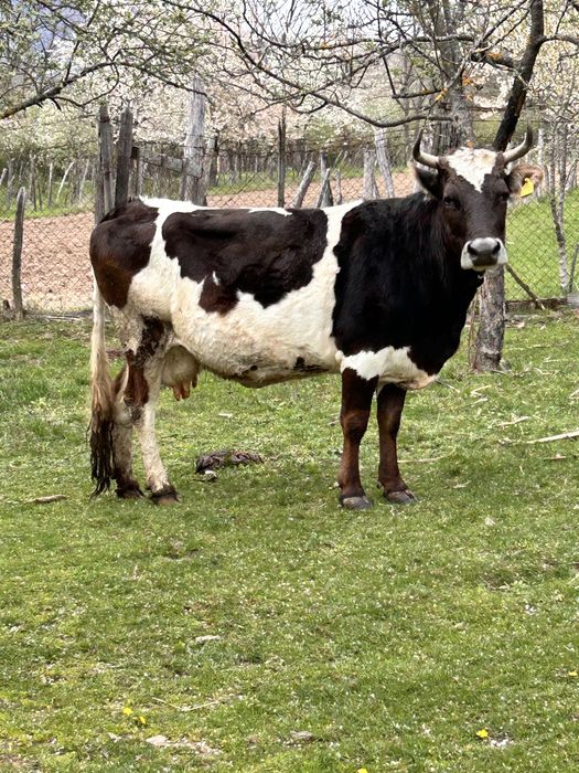 Bălțată românească