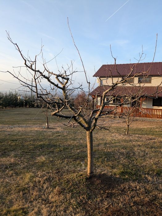 Tăieri pomi fructiferi