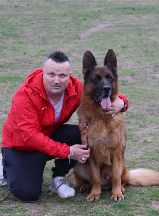 Pui ciobanesc german