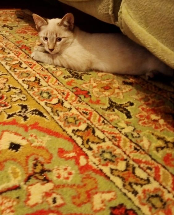 Котенок девочка в добрые руки