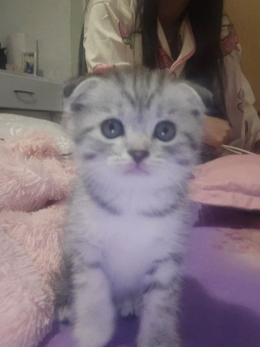 Продам породистого котёнка