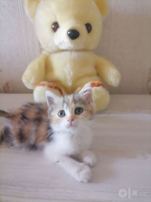Продаётся котенка девочка