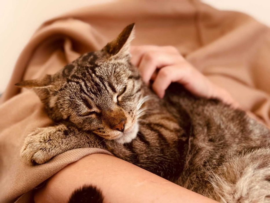 Мъжко коте търси дом