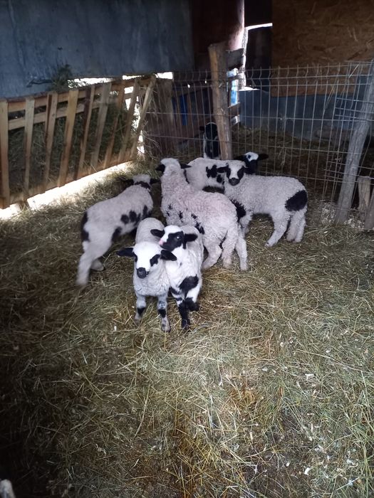 Vând 5 oi cu 7 miei, și o noatina de anul trecut