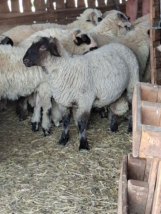 Vând berbecuti și miere suffolk