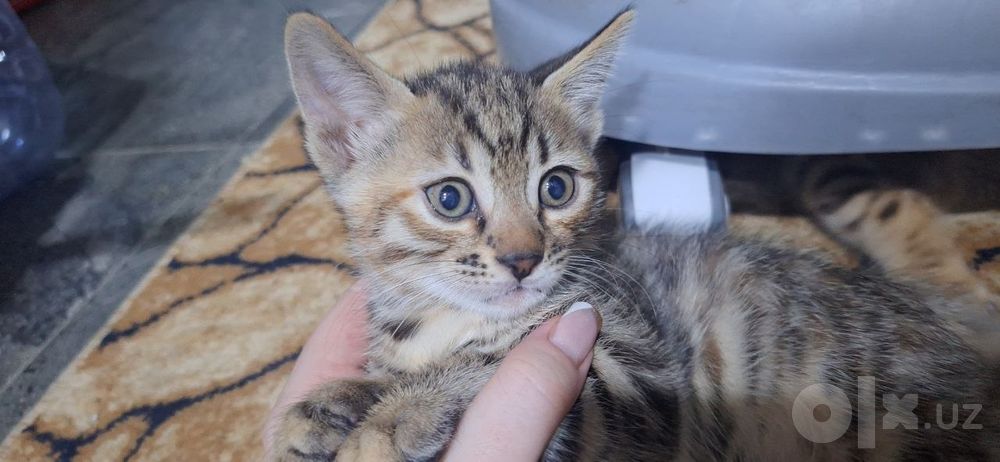 Прадаю котят за 400.$ чисто бенгальские
