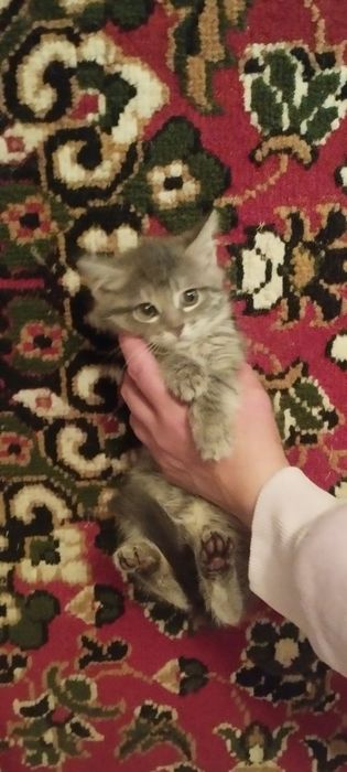 Котята в хорошие руки