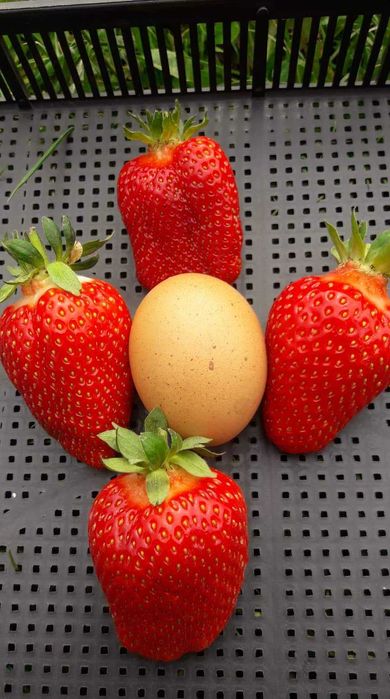 Расзад ягоди и малини от производител