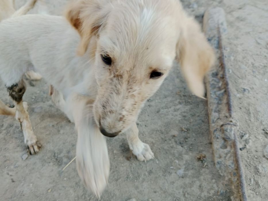 Продам тазы чистокровные