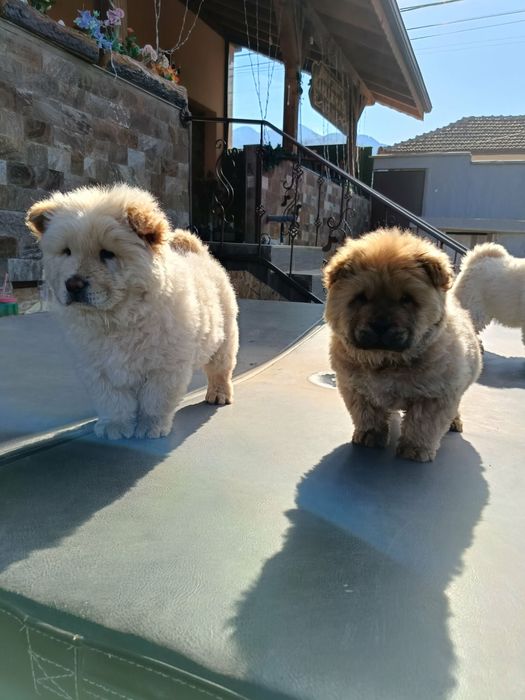 Чау чау Кученца.