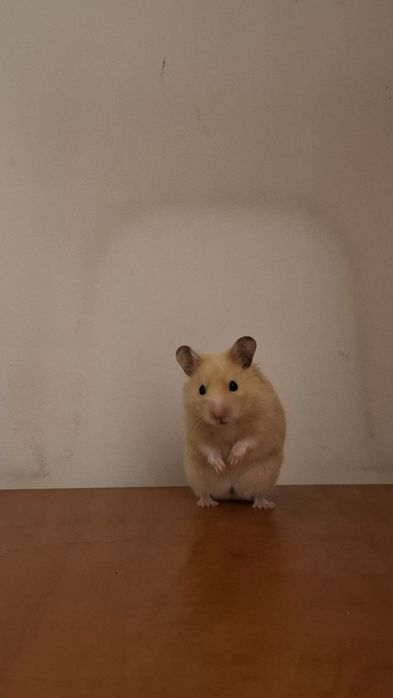Hamsterii de vânzare